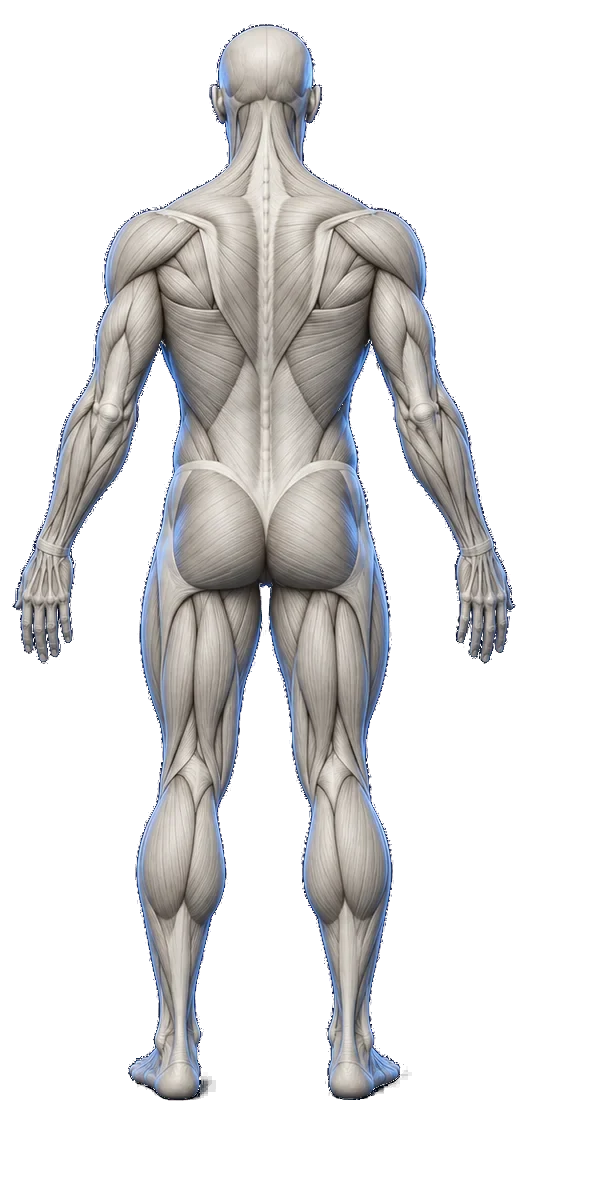 Ivory anatomical muscle model, back view